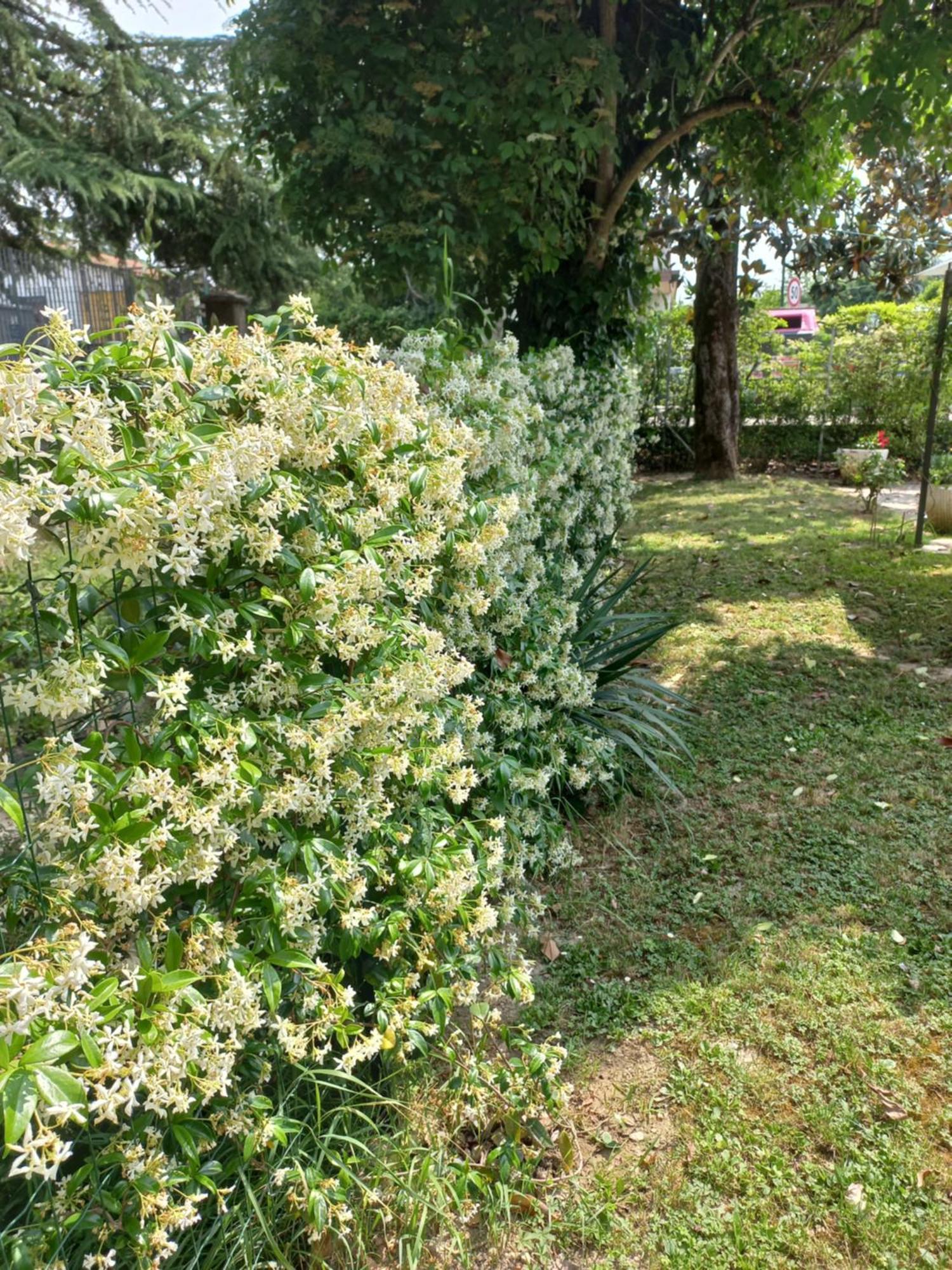 Appartamento Le Magnolie 2 Mestre Bagian luar foto